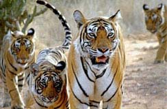Wildlife India